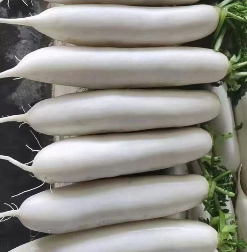 白萝卜.精品白萝卜.湖北白萝卜产地直发一手货源