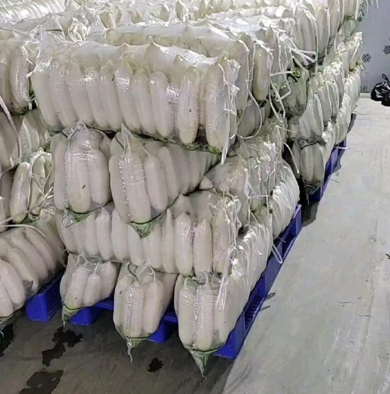 白萝卜.精品白萝卜.湖北白萝卜产地直发一手货源