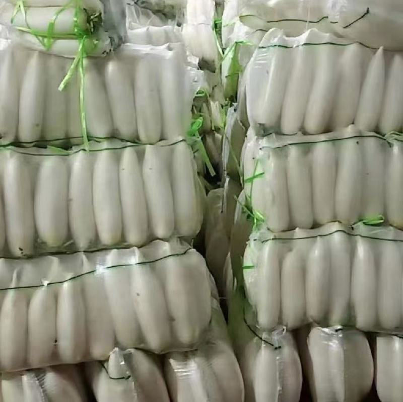 白萝卜.精品白萝卜.湖北白萝卜产地直发一手货源