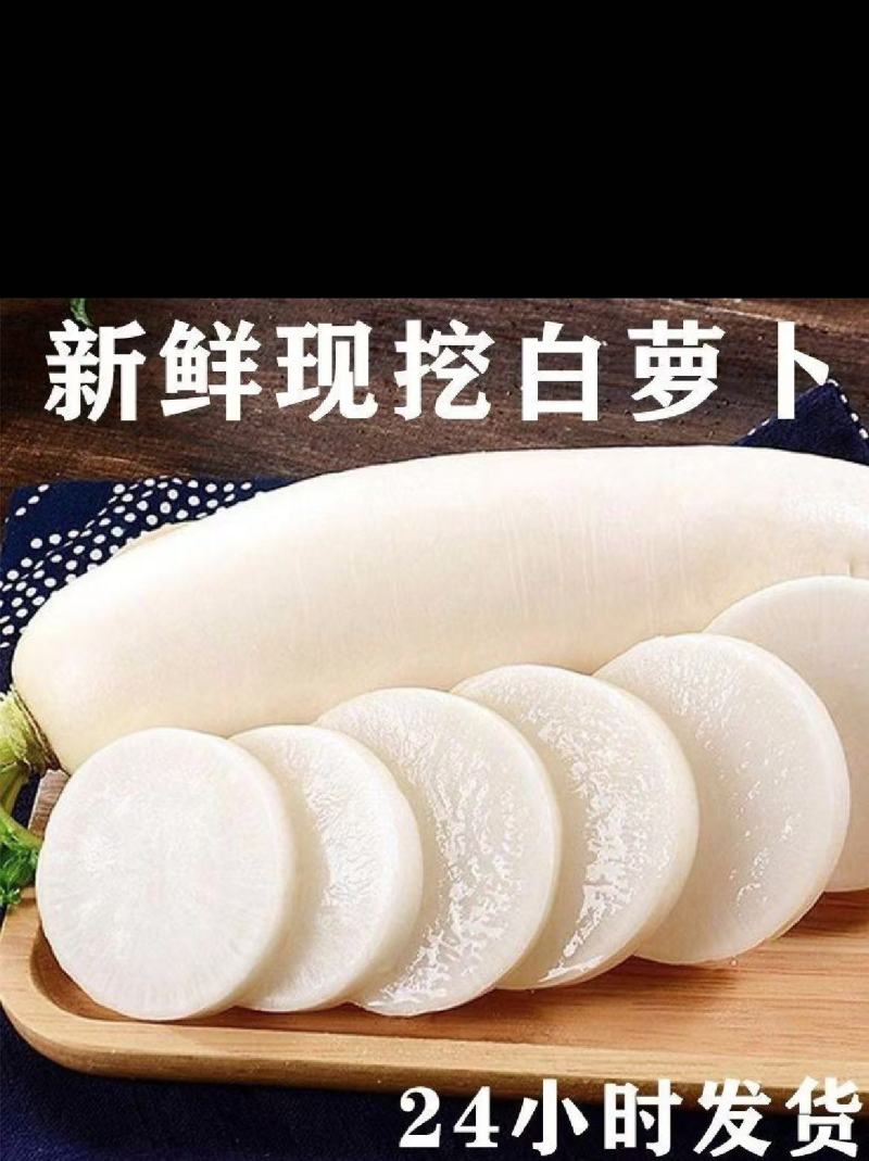 白萝卜.精品白萝卜.湖北白萝卜产地直发一手货源