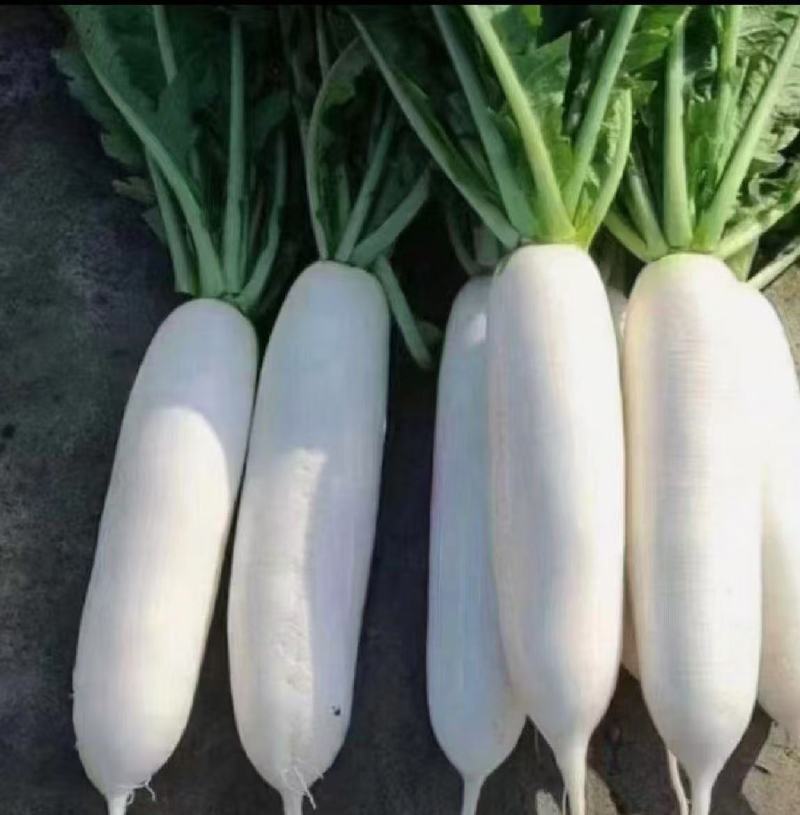 白萝卜.精品白萝卜.湖北白萝卜产地直发一手货源