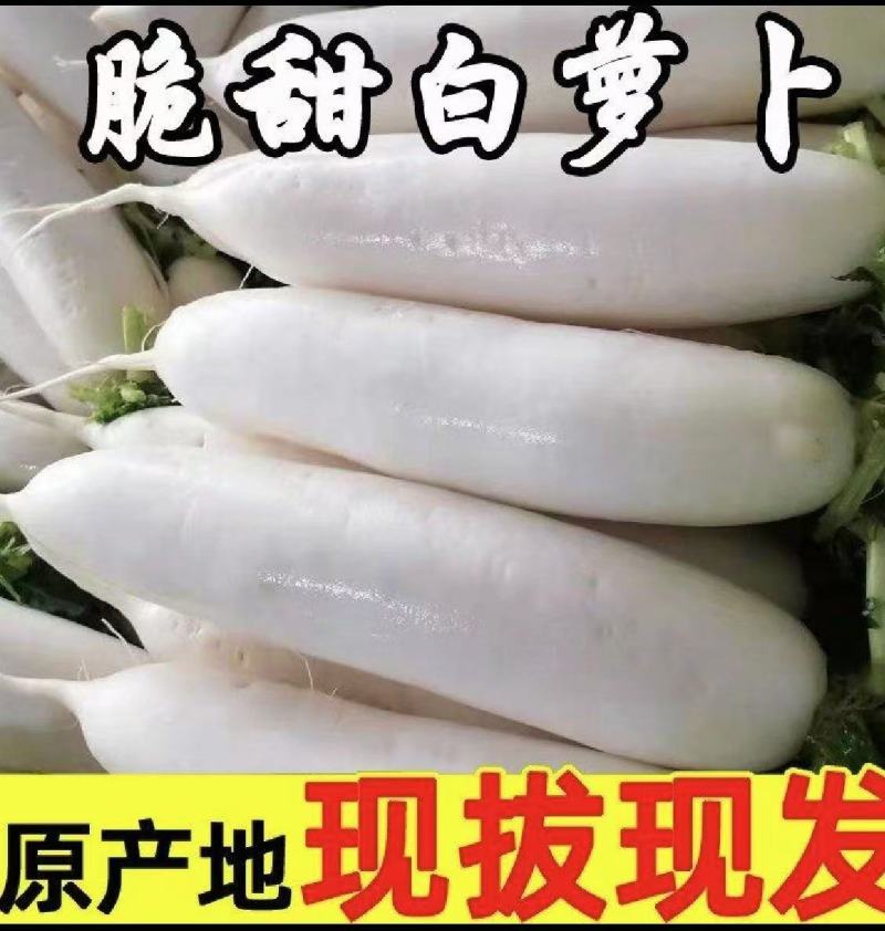 白萝卜.精品白萝卜.湖北白萝卜产地直发一手货源