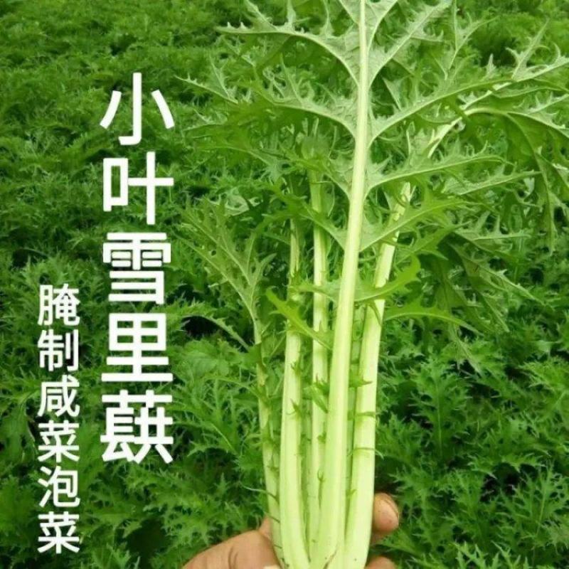 【雪里红】湖北基地直发质量保证一手货源全国发货量大优惠