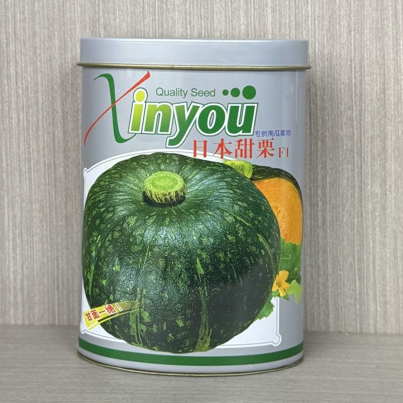 日本甜栗南瓜种子早熟高产西洋南瓜籽口感粉糯香甜板栗味粉质