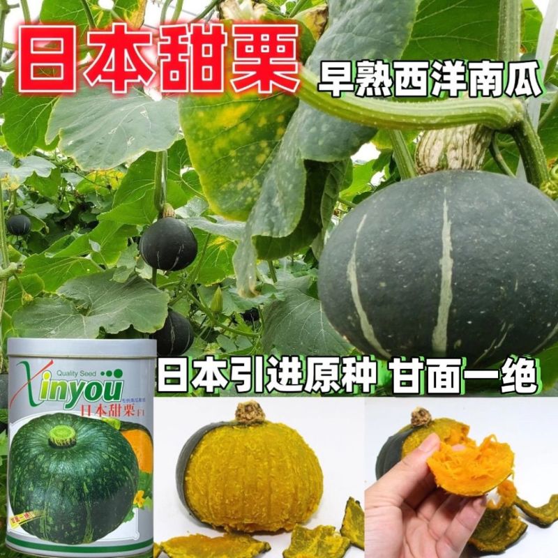 日本甜栗南瓜种子早熟高产西洋南瓜籽口感粉糯香甜板栗味粉质