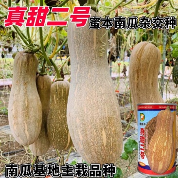 真甜二号蜜本南瓜种子杂交蜜本南瓜种籽大果型高产春秋播基地