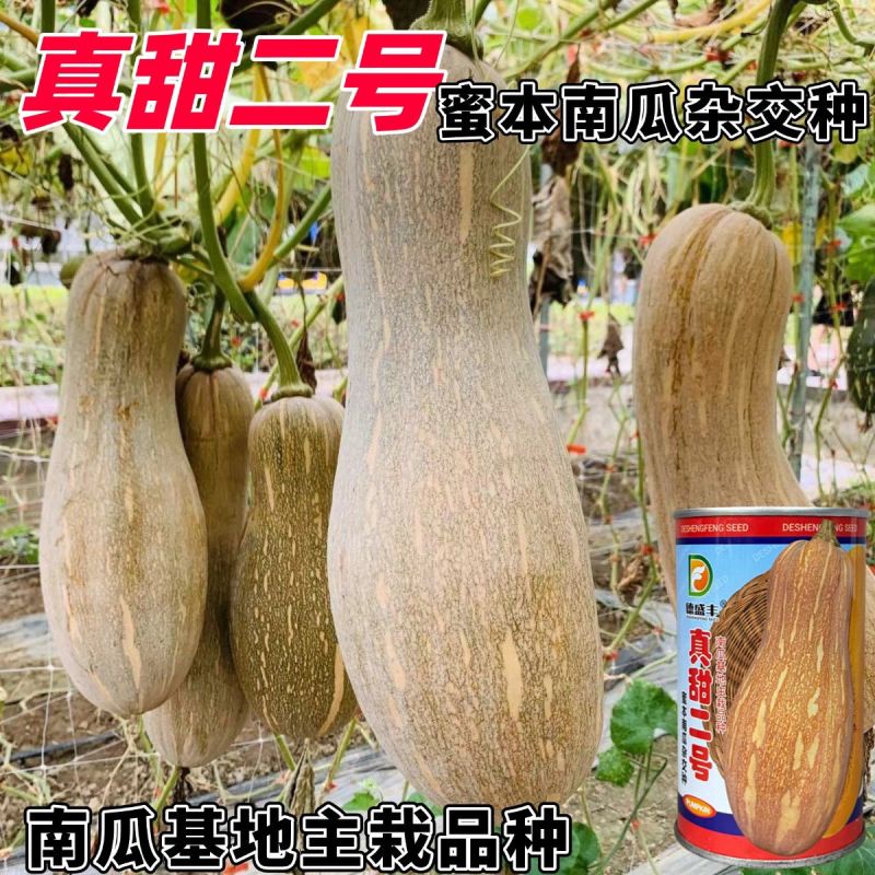 真甜二号蜜本南瓜种子杂交蜜本南瓜种籽大果型高产春秋播基地
