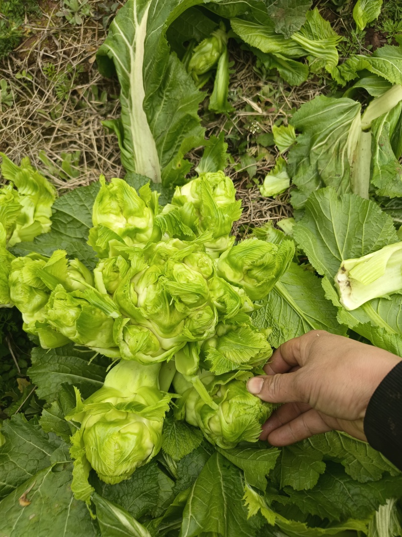 儿菜