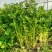 {牛商推荐}香芹大量上市，量大从优，欢迎来电