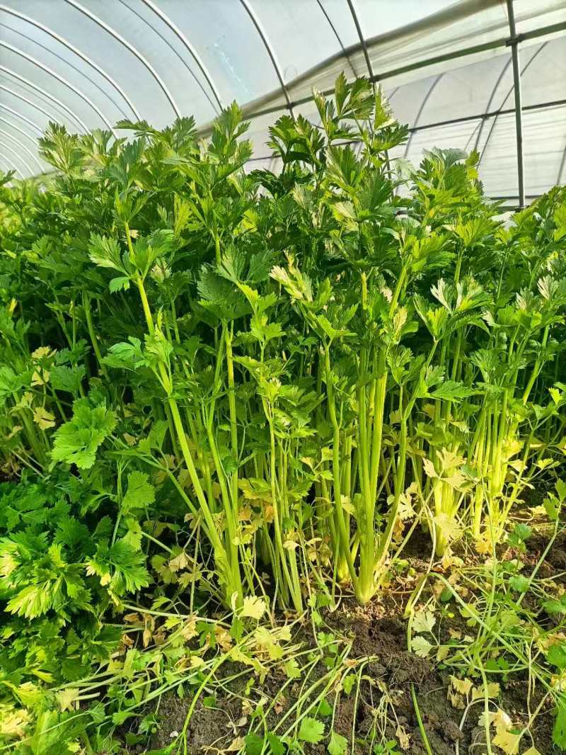 {牛商推荐}香芹大量上市，量大从优，欢迎来电