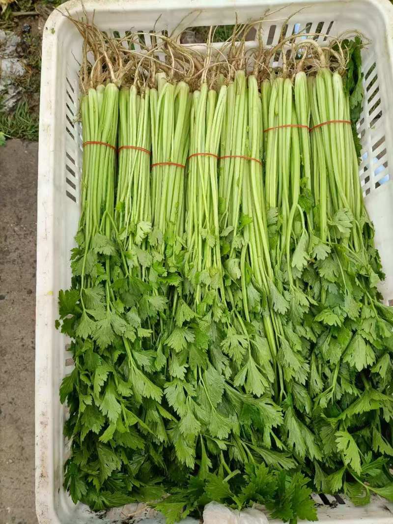 {牛商推荐}香芹大量上市，量大从优，欢迎来电
