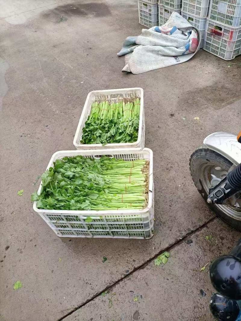 {牛商推荐}香芹大量上市，量大从优，欢迎来电