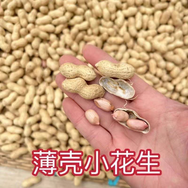 炒花生/小日本花生/原味花生/自家产品/大众批发
