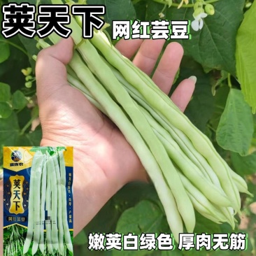 荚天下网红芸豆种子早熟架豆圆扁型抗病高产条形顺直四季豆芸