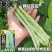 荚天下网红芸豆种子早熟架豆圆扁型抗病高产条形顺直四季豆芸