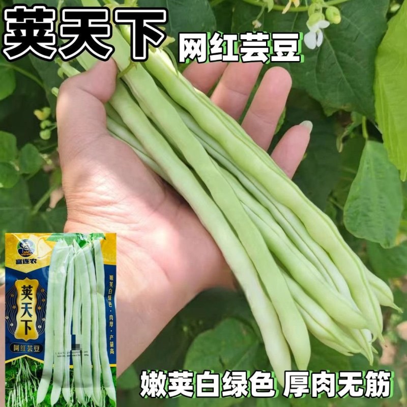 荚天下网红芸豆种子早熟架豆圆扁型抗病高产条形顺直四季豆芸