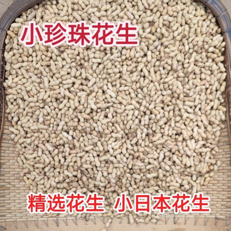 炒花生/小日本花生/原味花生/自家产品/大众批发