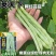 荚天下网红芸豆种子早熟架豆圆扁型抗病高产条形顺直四季豆芸
