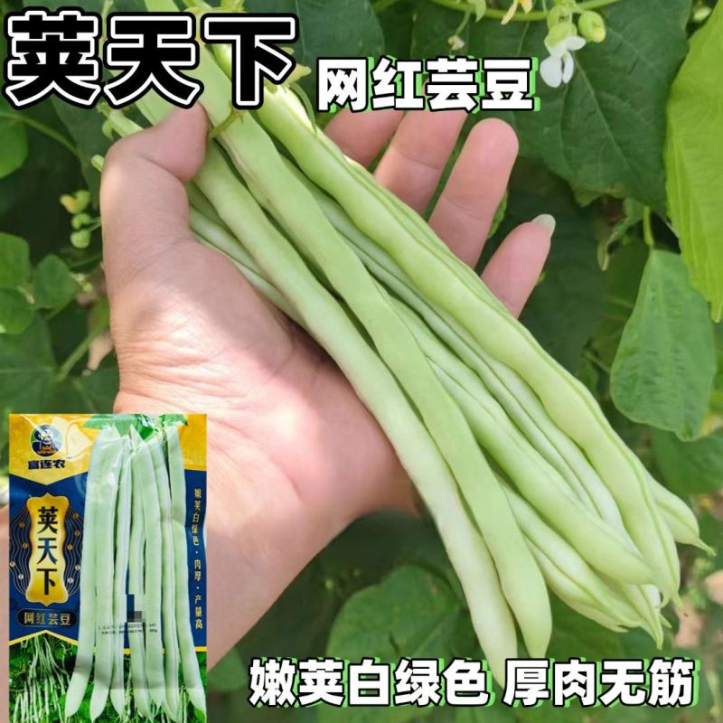 荚天下网红芸豆种子早熟架豆圆扁型抗病高产条形顺直四季豆芸