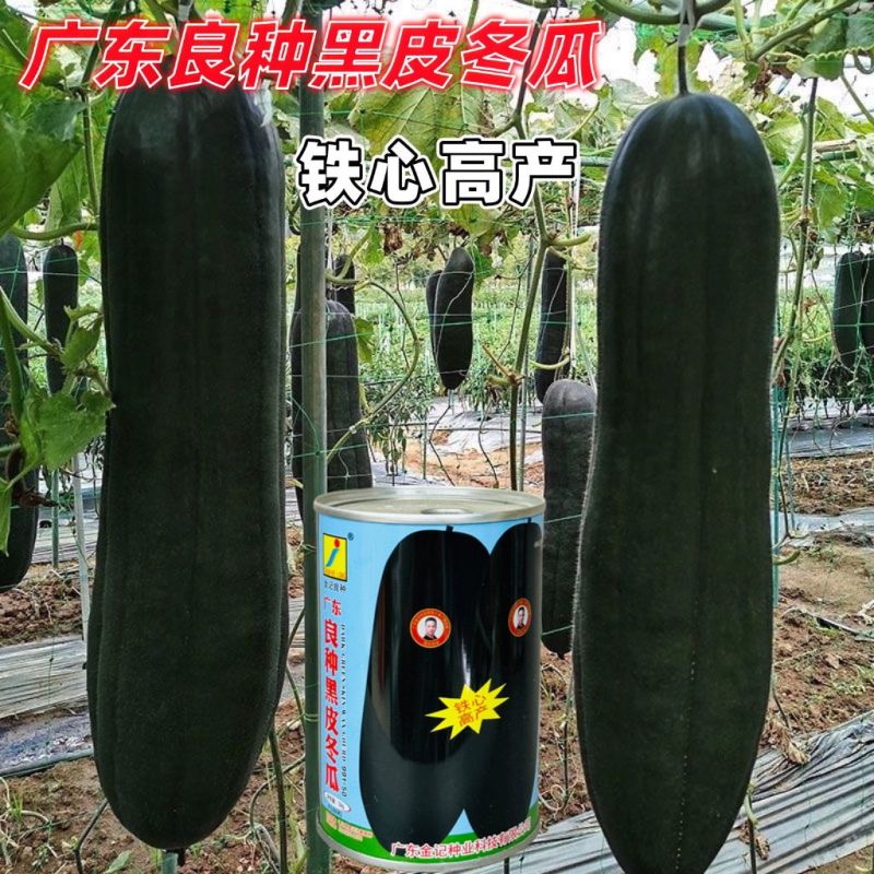金记广东良种黑皮冬瓜种子特大早生抗病巨型炮弹耐热高产特大