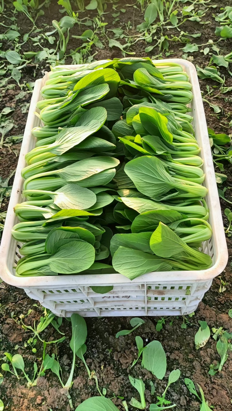 {牛商推荐}上海青大量上市，量大从优，欢迎来电