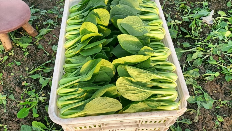 {牛商推荐}上海青大量上市，量大从优，欢迎来电