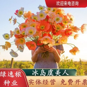 虞美人种子冰岛红色虞美人种子四季开花易种活庭院盆栽室外籽
