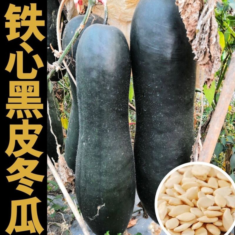 正宗铁心黑金刚冬瓜种子广东杂交黑皮冬瓜种籽超高产炮弹冬瓜