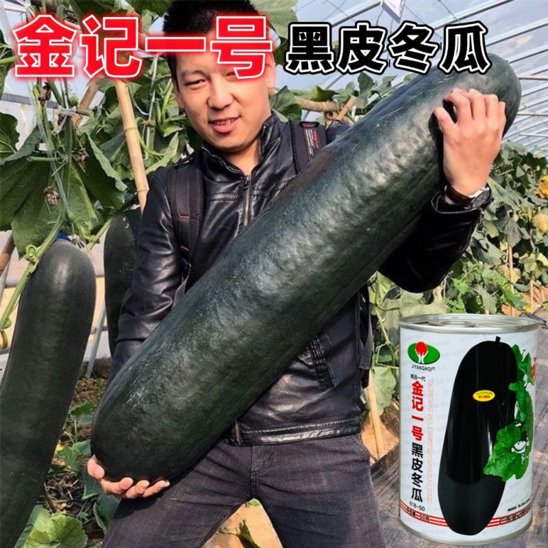 正宗铁心黑金刚冬瓜种子广东杂交黑皮冬瓜种籽超高产炮弹冬瓜