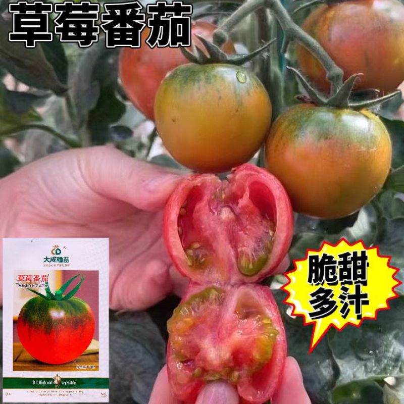铁皮柿子草莓番茄种子含糖量高带绿尖沙瓤口感水果西红柿耐寒