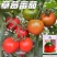 铁皮柿子草莓番茄种子含糖量高带绿尖沙瓤口感水果西红柿耐寒