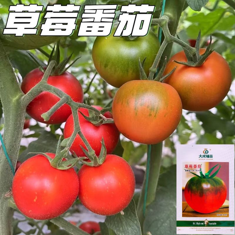 铁皮柿子草莓番茄种子含糖量高带绿尖沙瓤口感水果西红柿耐寒