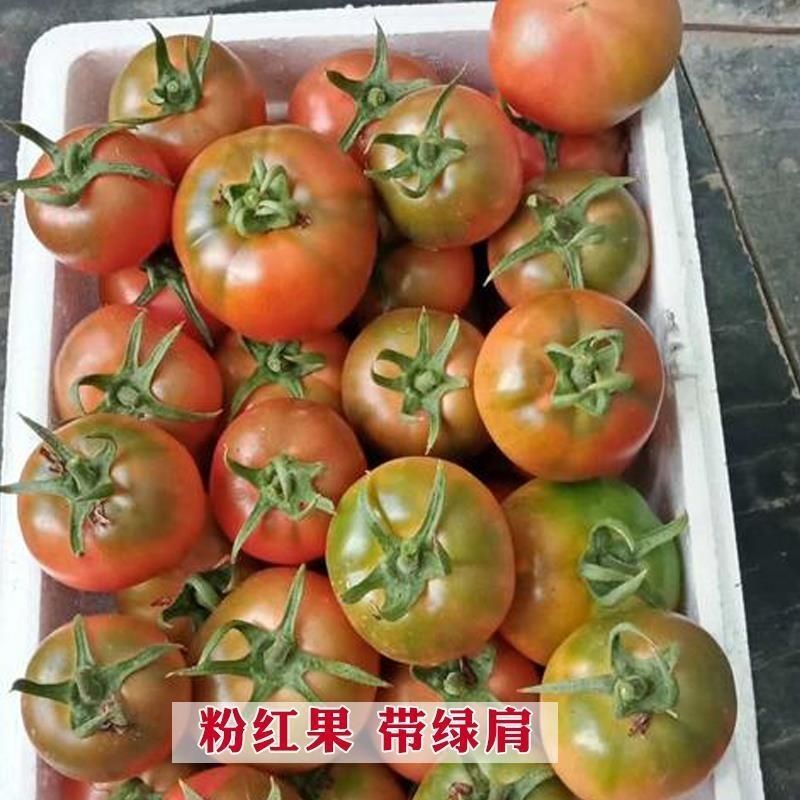 铁皮柿子草莓番茄种子含糖量高带绿尖沙瓤口感水果西红柿耐寒
