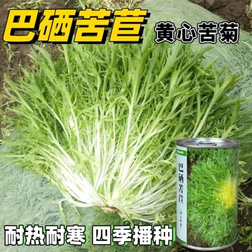 黄心苦苣种子黄心苦菊种籽耐热耐寒性强营养丰富四季野菜大田