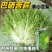 黄心苦苣种子黄心苦菊种籽耐热耐寒性强营养丰富四季野菜大田