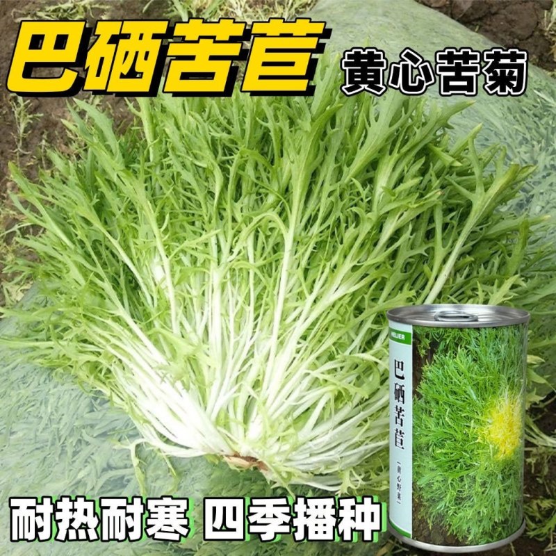 黄心苦苣种子黄心苦菊种籽耐热耐寒性强营养丰富四季野菜大田