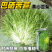 黄心苦苣种子黄心苦菊种籽耐热耐寒性强营养丰富四季野菜大田