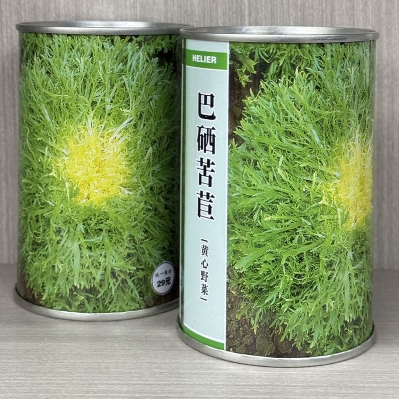 黄心苦苣种子黄心苦菊种籽耐热耐寒性强营养丰富四季野菜大田