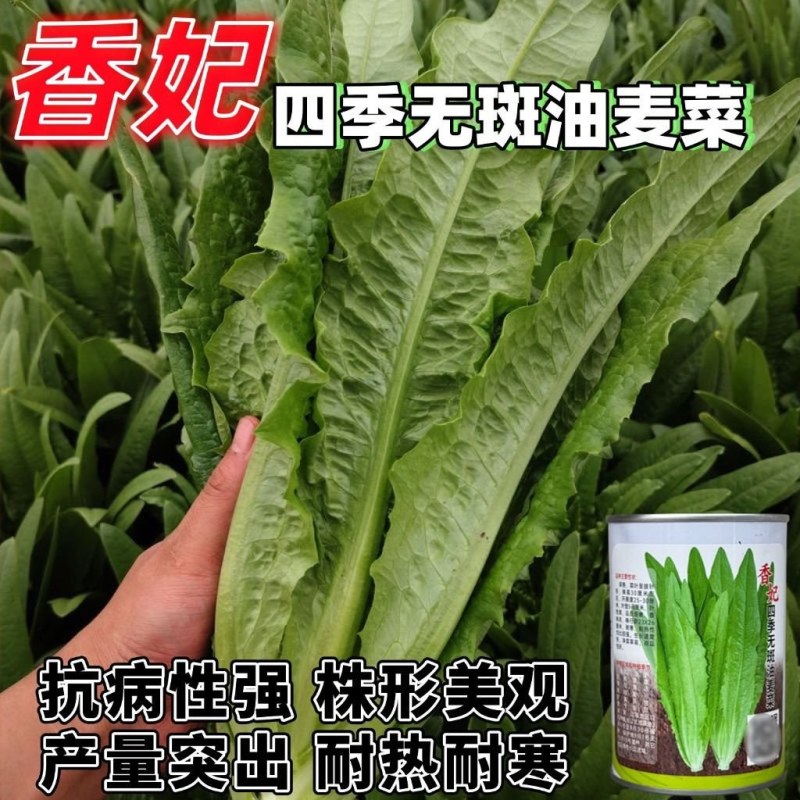 香妃油麦菜种子四季播无斑油麦菜早熟高产抗病性强耐热寒耐湿