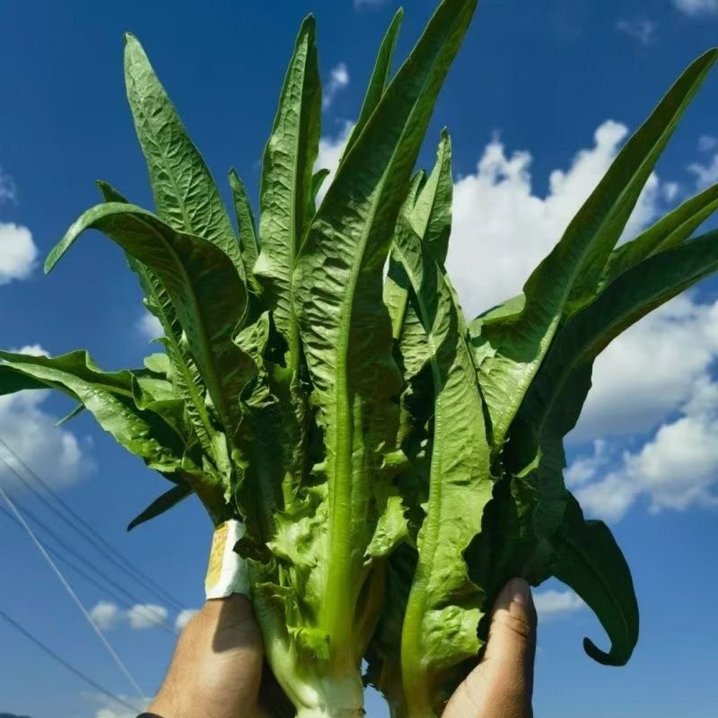 香妃油麦菜种子四季播无斑油麦菜早熟高产抗病性强耐热寒耐湿