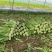 香妃油麦菜种子四季播无斑油麦菜早熟高产抗病性强耐热寒耐湿