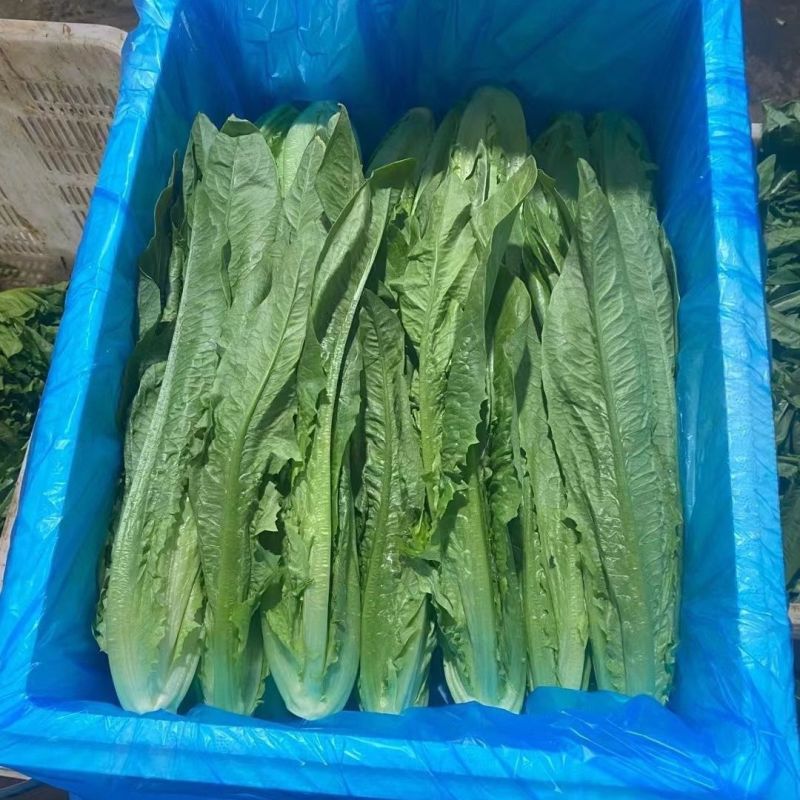 香妃油麦菜种子四季播无斑油麦菜早熟高产抗病性强耐热寒耐湿