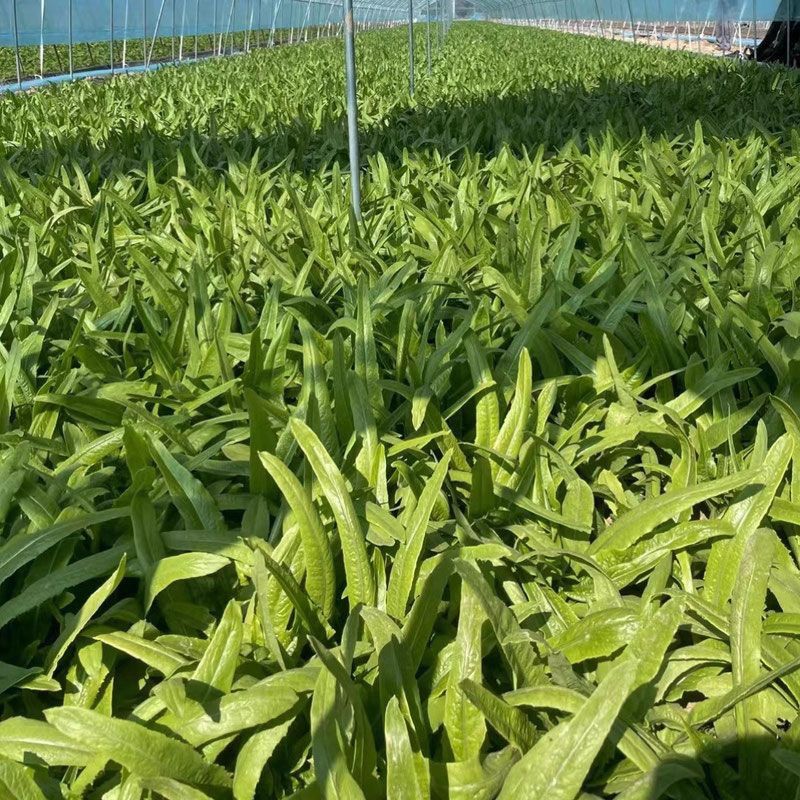 香妃油麦菜种子四季播无斑油麦菜早熟高产抗病性强耐热寒耐湿