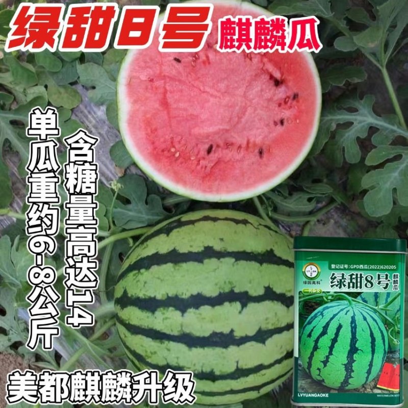 绿园8号美都西瓜种子8424麒麟西瓜少籽无籽抗病高产超甜