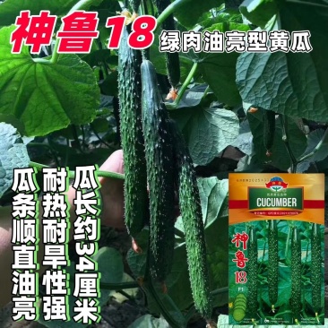 神鲁18黄瓜种子绿皮绿肉耐热耐旱油亮型黄瓜种籽短把密刺高