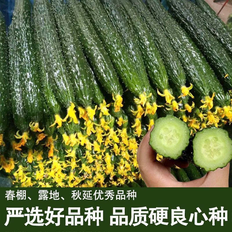 神鲁18黄瓜种子绿皮绿肉耐热耐旱油亮型黄瓜种籽短把密刺高