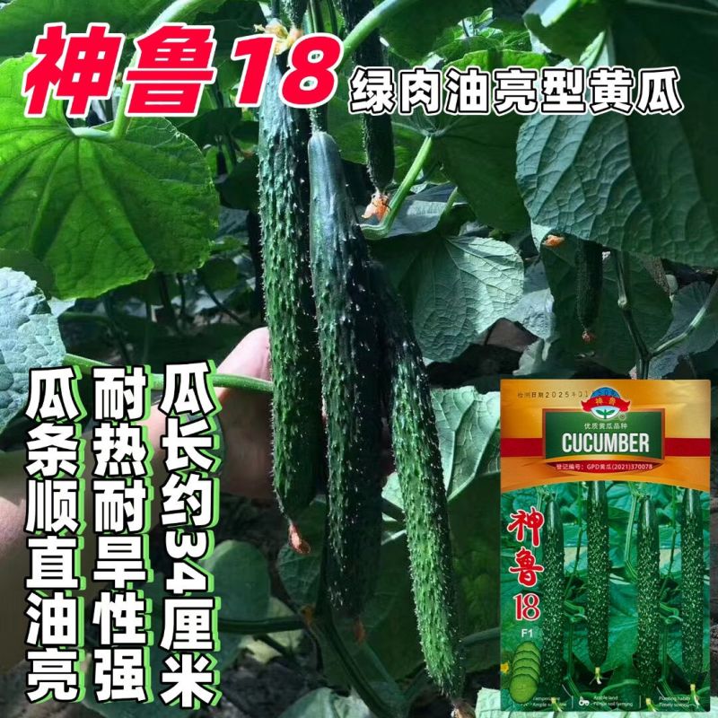 神鲁18黄瓜种子绿皮绿肉耐热耐旱油亮型黄瓜种籽短把密刺高