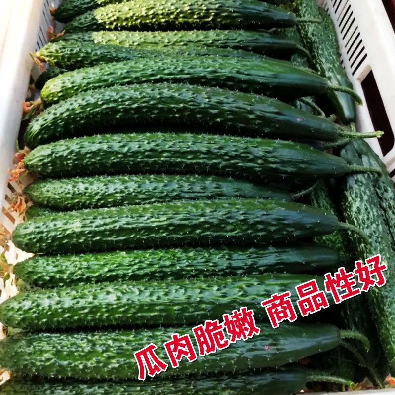 神鲁18黄瓜种子绿皮绿肉耐热耐旱油亮型黄瓜种籽短把密刺高
