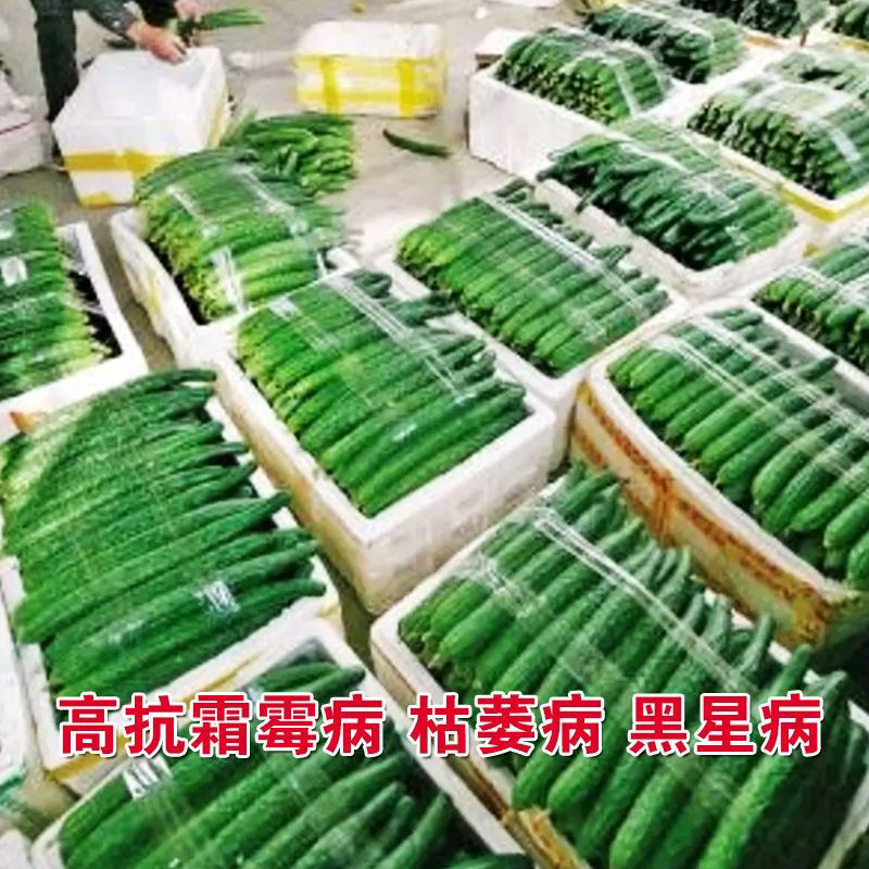 神鲁18黄瓜种子绿皮绿肉耐热耐旱油亮型黄瓜种籽短把密刺高