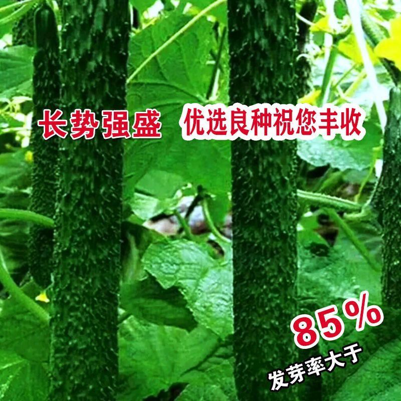 高产耐热油亮黄瓜宝丰六号黄瓜种子绿肉绿心耐旱短把油亮黄瓜